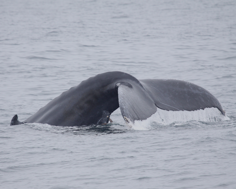 Whale Alert – West Coast – a collaborative effort to save endangered whales